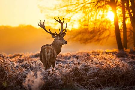 Deer at Sunrise