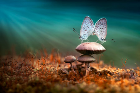 Moths on Mushrooms