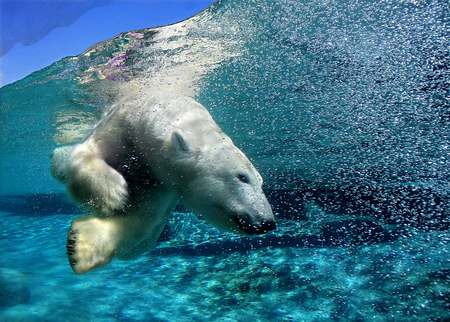 Polar Swim