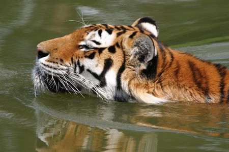 Tiger Dip