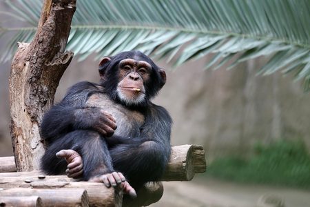 Chimpanzee Lounge