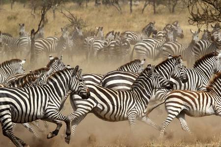 Zebras on the move