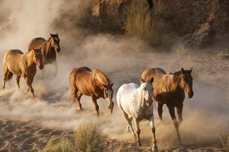 Southwest Wild Horses