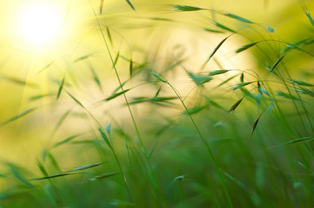 Grass in Sunlight